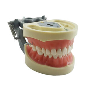 Dental Typodont - Universal Plate | Artmed